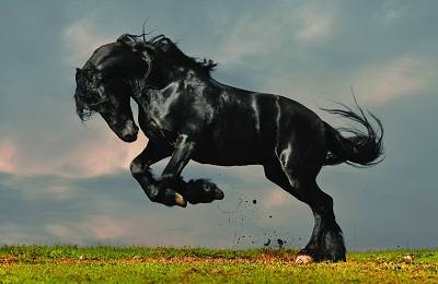 Лошади вороной масти: особенности окраса, распространенность и разновидност ... - фото