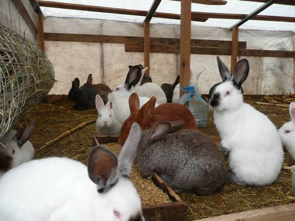 Кролики: полезная информация о содержании - фото