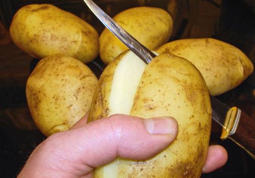 Выращивание картофеля из черенков - фото