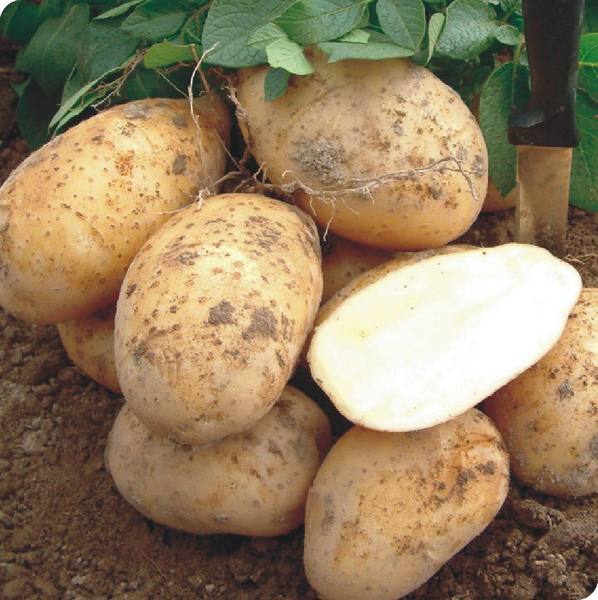 Выращивание картофеля на даче с фото