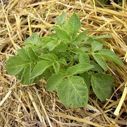 Выращивание картофеля под сеном или соломой: особенности, тонкости, инструк ... - фото