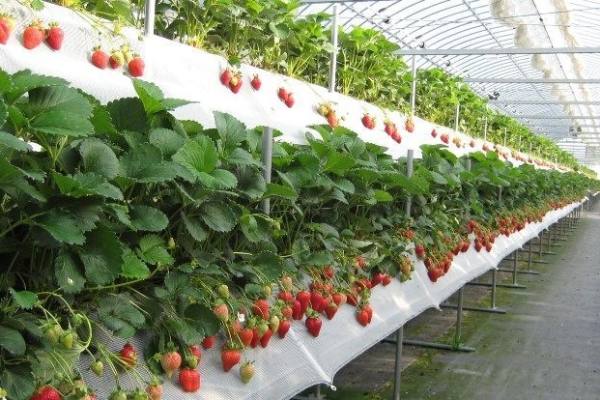 Правильное выращивание клубники по голландской технологии круглый год - фото