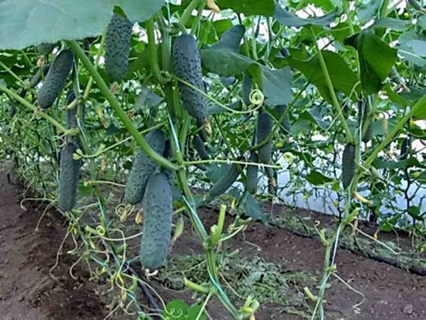 Выращивание огурцов в теплице: от посева семян до сбора урожая с фото