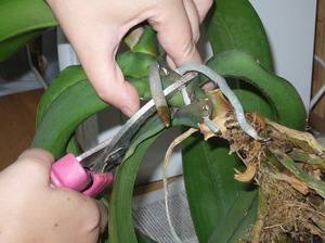 Как рассадить орхидею в домашних условиях: советы, фото - фото