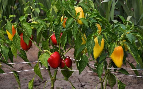 Выращивание перца: польза биопрепаратов при подготовке почвы - фото