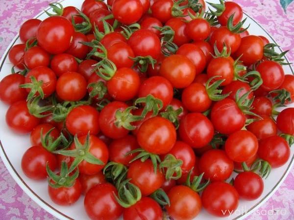 Выращивание помидоров черри в открытом грунте - фото
