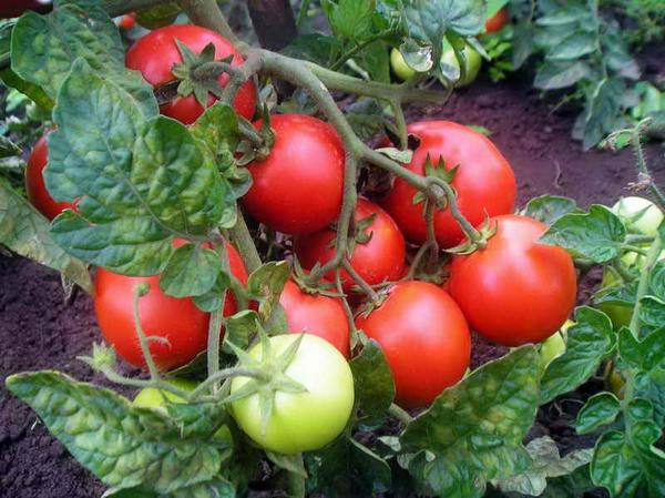 Выращивание рассады помидор в домашних условиях, подробное описание процесса с фото