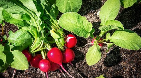 Выращивание редиса: 8 секретов небывалого урожая с фото