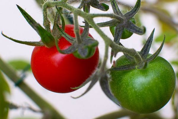 Рекомендации по выращиванию томатов с фото
