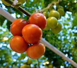 Выращивание томатов в дачной теплице из поликарбоната с фото