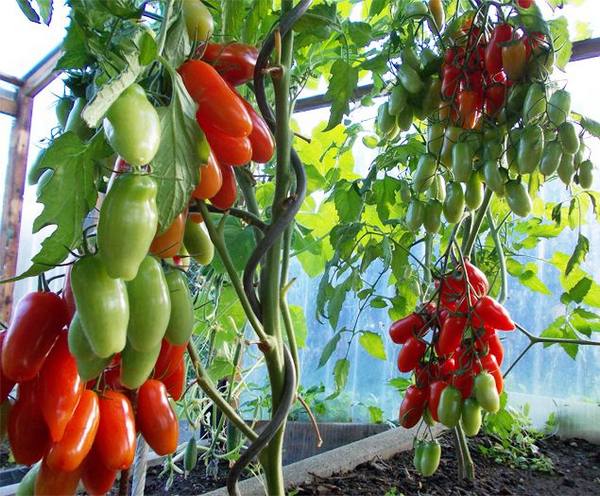 Когда лучше высаживать помидоры в теплицу из поликарбоната - фото