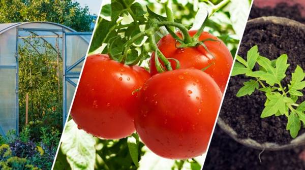 Высадка рассады томатов в грунт и теплицу - фото