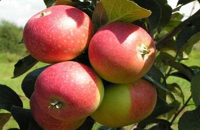 Сорт яблок Елена  ранний и урожайный с фото