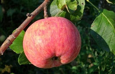 Яблоня сорта «Конфетное» - описание и особенности ухода - фото