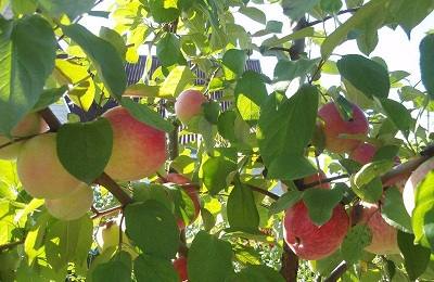 Яблоня Коробовка — яблоко с медовым вкусом - фото