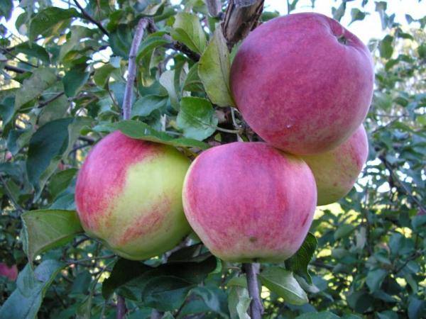 Подробная характеристика яблони Уэлси - фото