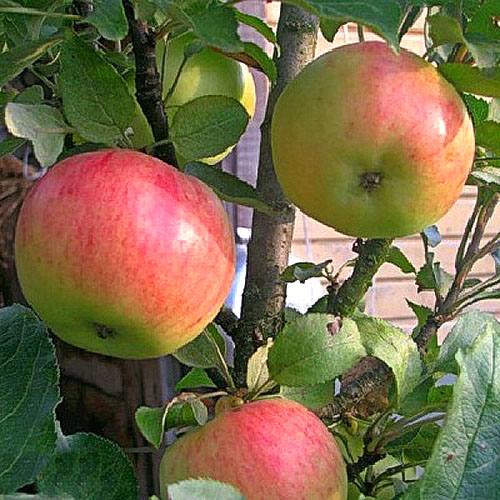Сорт Валюта (колоновидная яблоня): описание, посадка и уход за деревом - фото