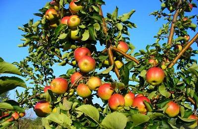Как сажать и выращивать яблоню Жигулевское? - фото
