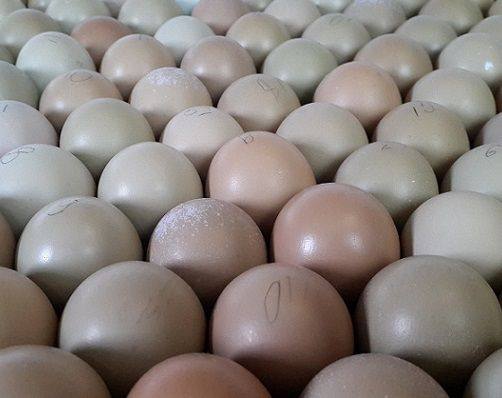 Полезные свойства яиц фазана - фото