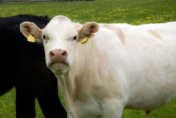 О резке коров - фото
