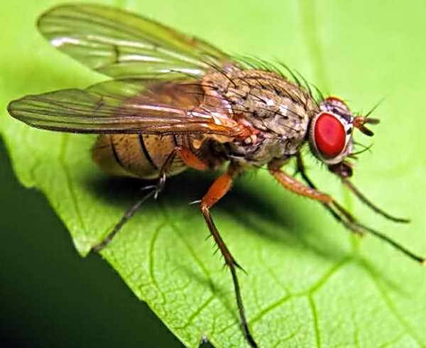Защита участка от капустной мухи и методы борьбы с ней с фото