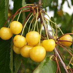 Сорта желтоплодной черешни, подходящие для выращивания в Подмосковье с фото