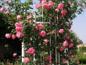 Зимостойкие сорта плетистых роз, цветущие все лето с фото